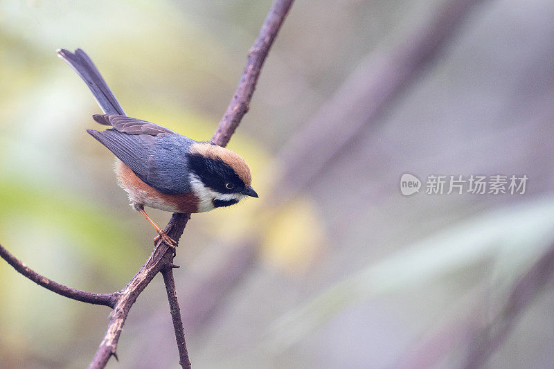 山雀:成年黑喉山雀(Aegithalos concinnus)，又称黑喉山雀。